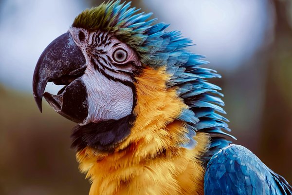 Comment choisir un collier pour votre chienne : guide complet et pratique