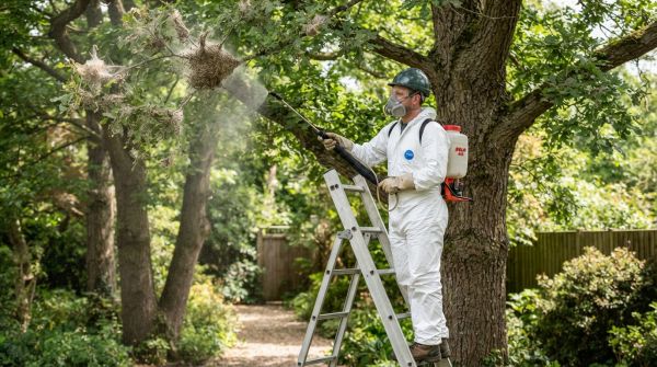 Spécialiste du traitement des chenilles processionnaires à 95 val d'oise : nos solutions efficaces
