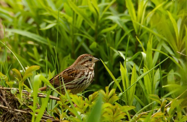 Peut-on apprendre des commandes de base à un cacatoès des Moluques?